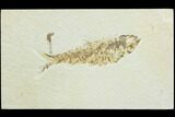 Bargain, Fossil Fish (Knightia) - Wyoming #126002-1